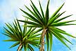 Green palms on blue sky background