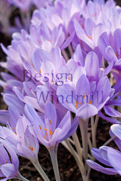 Violette Krokusblüte im Frühling