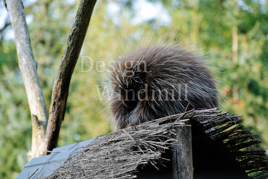 Baumstachler zwischen Zweigen