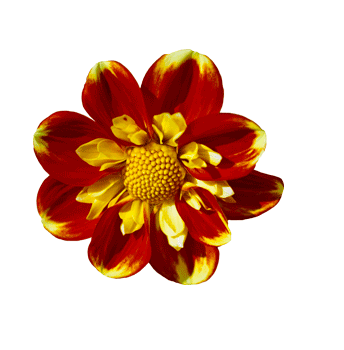 dahlia image