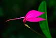 Red flower on dark background