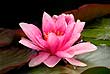 Pink water lily