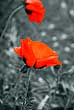 Roter Mohn