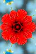 Rote Blume